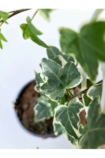 Плющ звичайний Варієгата в контейнері